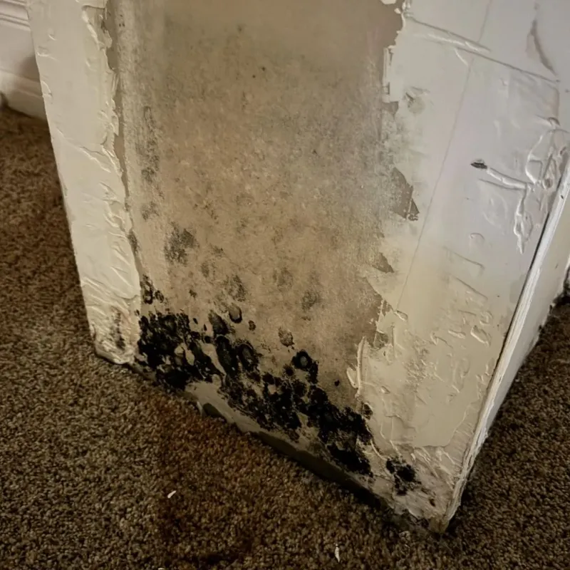 Professional Mold Removal in Jones County, TX